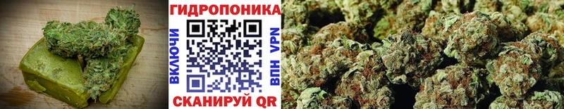 Canna-Cookies конопля  цены   blacksprut зеркало  Курганинск 